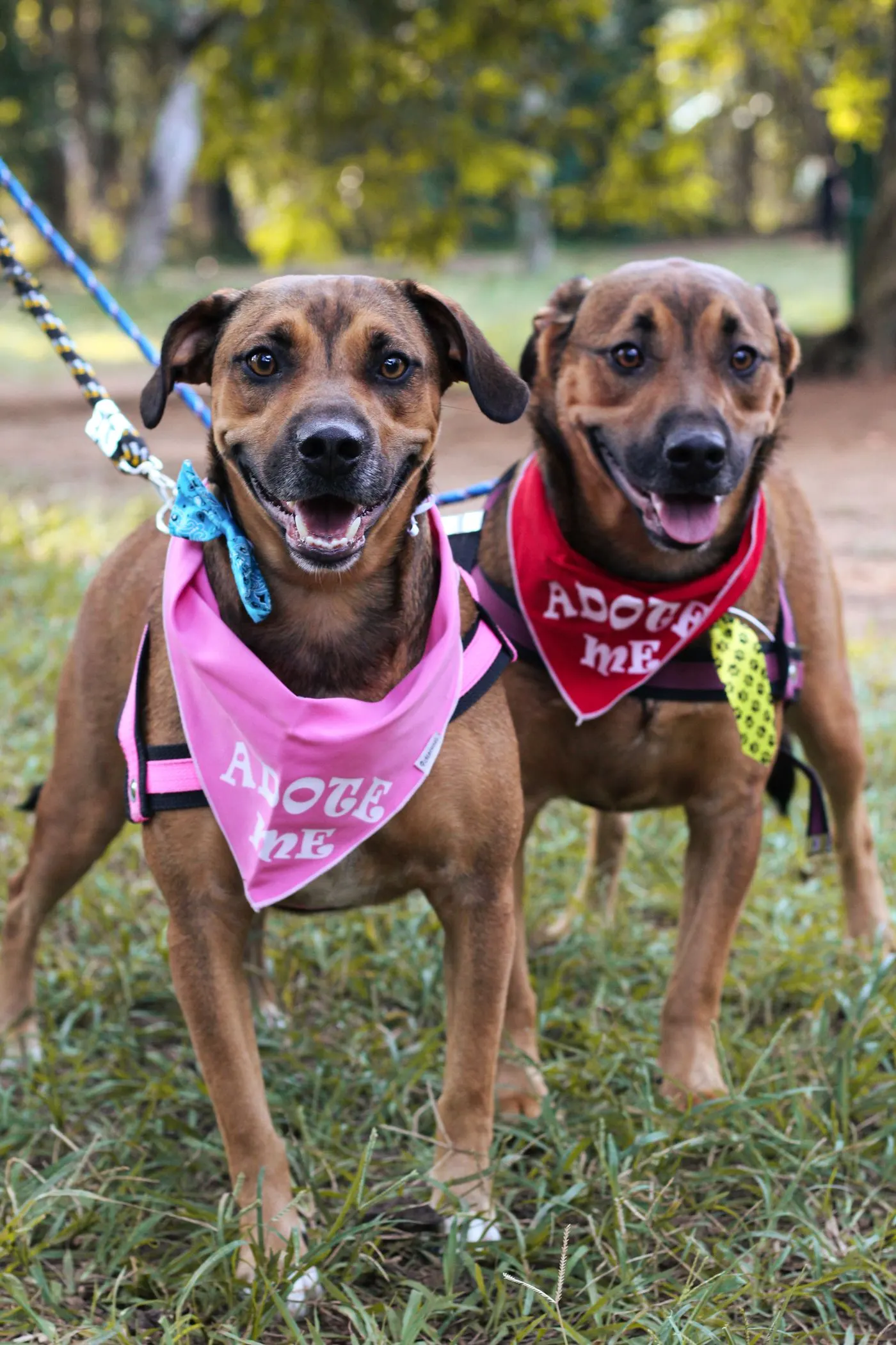 Two rescue dogs wearing adoption bandanas